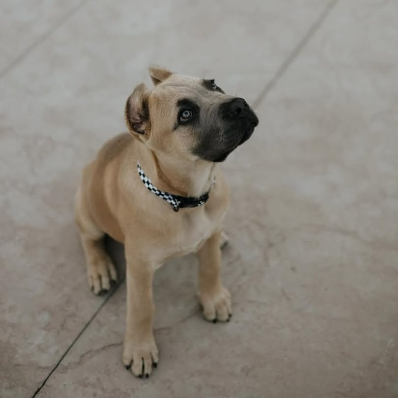 Anakin, the Cane Corso puppy shown in her profile