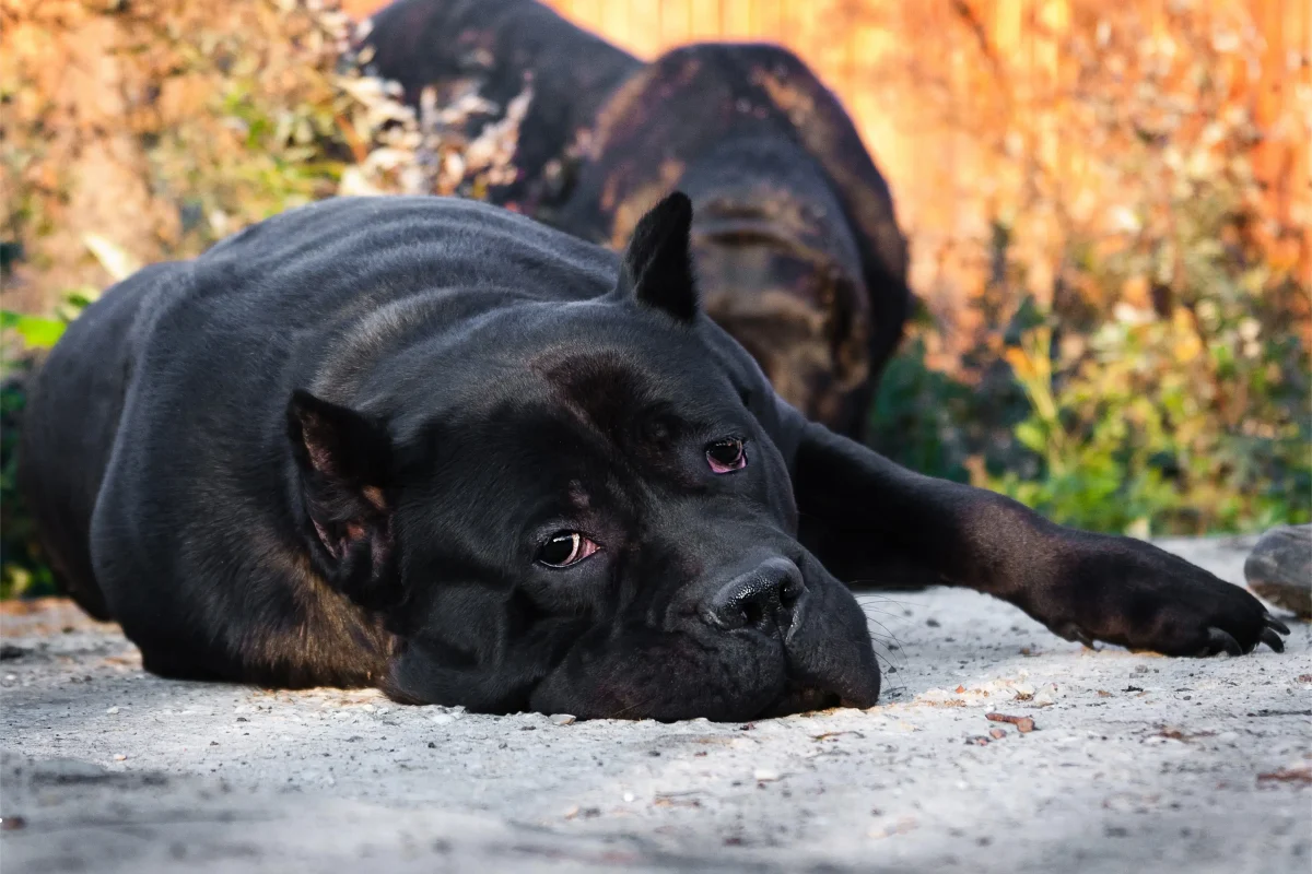 Two Cane Corsos resting outdoors