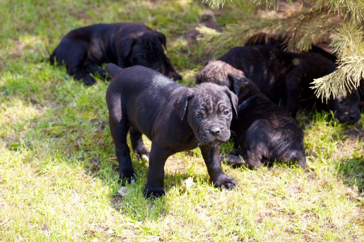 Cane Corso puppies exploring outdoors
