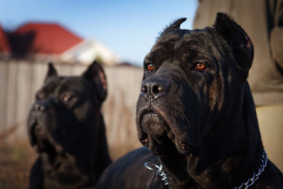 Cane Corso dogs outdoors in warm light