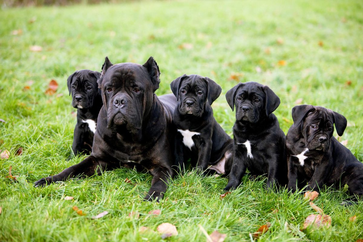 Five Cane Corso puppies sitting on the grass
