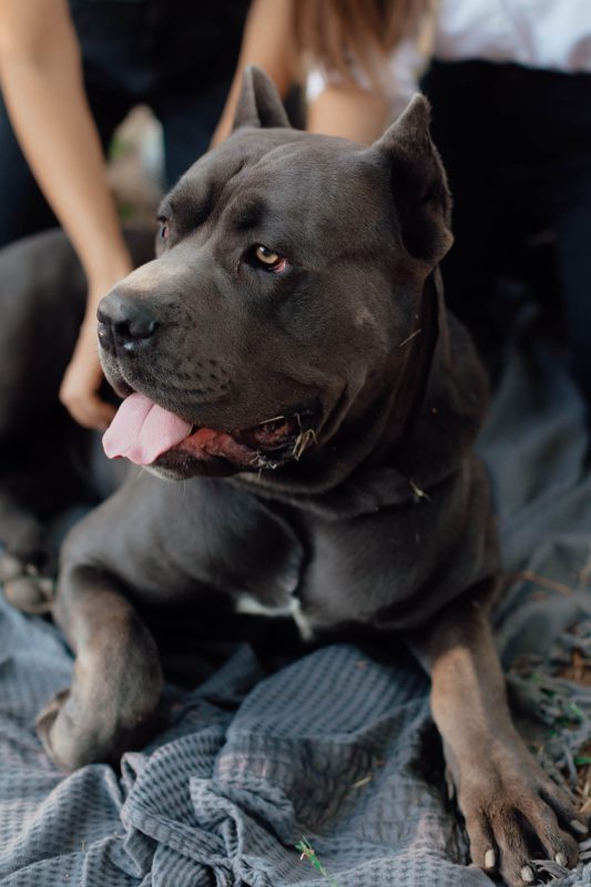 Cane Corso sitting beside a person