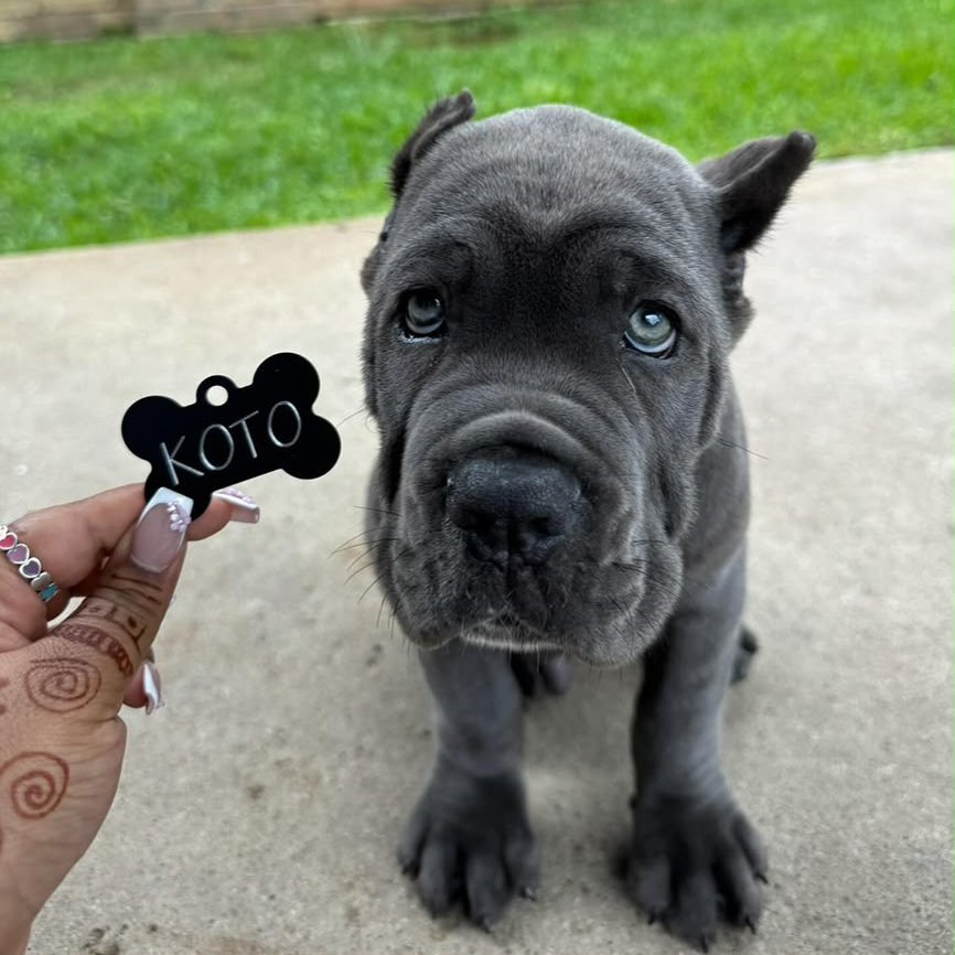 Koto, the Cane Corso puppy shown in his profile