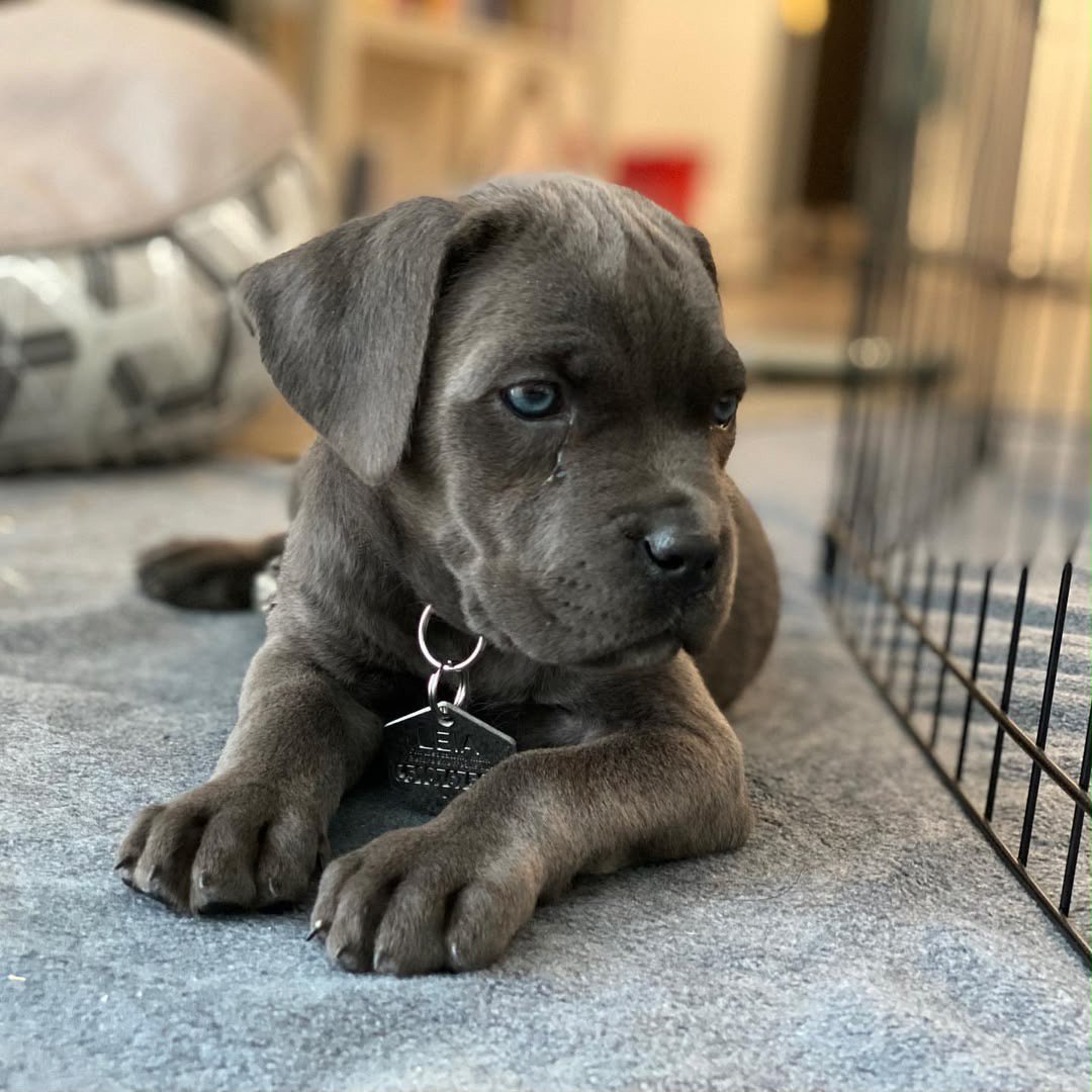 Leia, the Cane Corso puppy shown in her profile