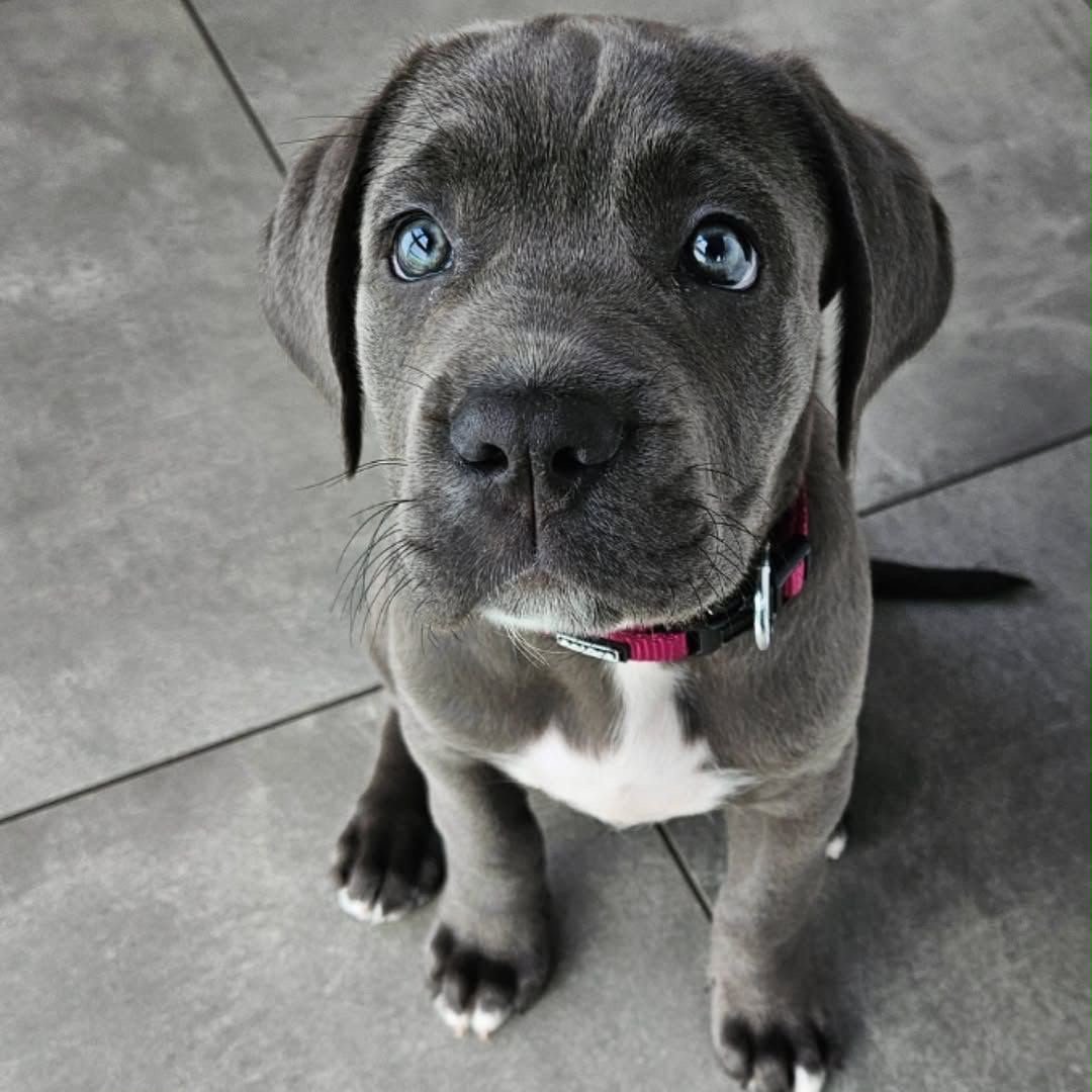 Napa, the Cane Corso puppy shown in her profile