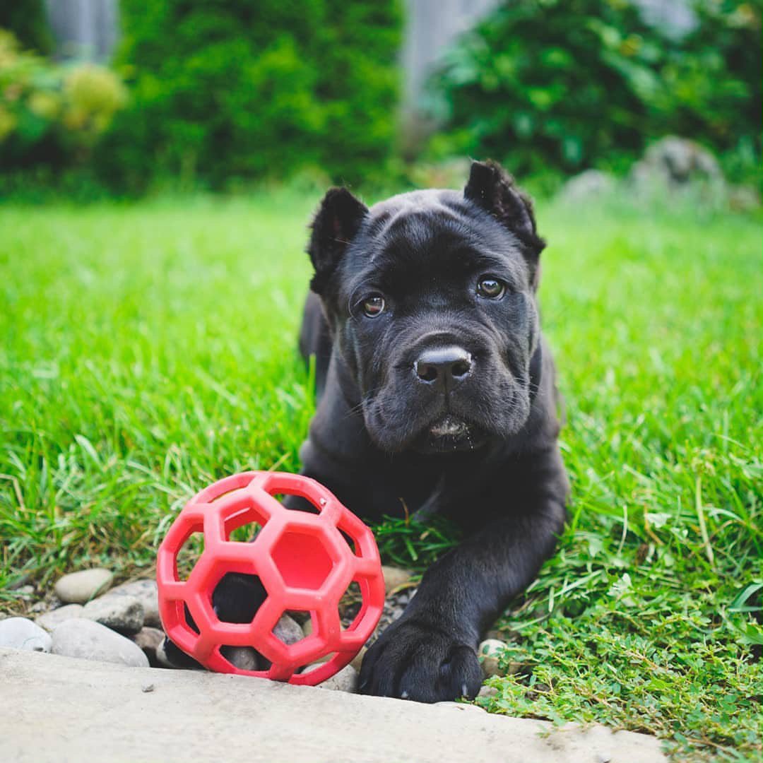 Romulus, the Cane Corso puppy beside a red ball