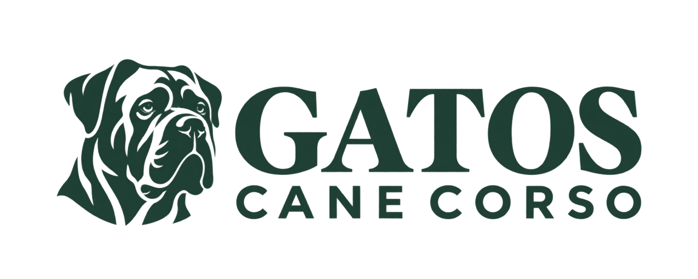Gatos Cane Corso